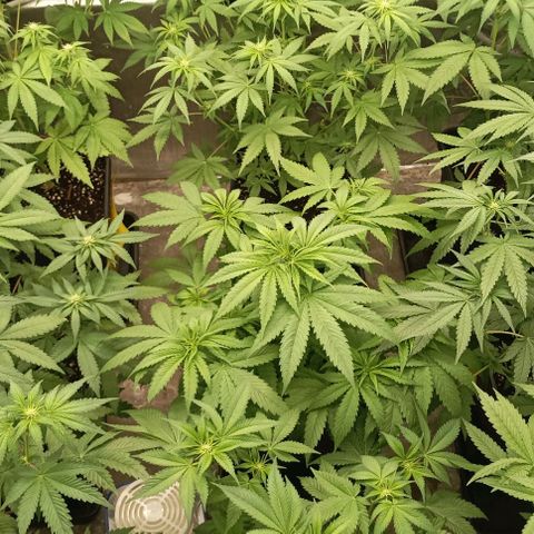 Bubble Gum growlog timeline photo