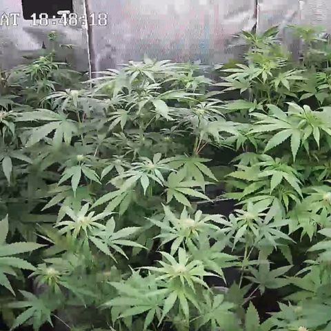 Bubble Gum growlog timeline photo