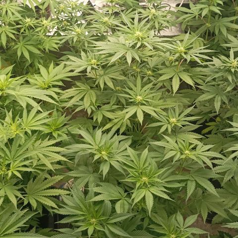 Bubble Gum growlog timeline photo