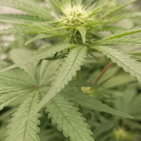 Bubble Gum growlog timeline photo