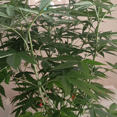 Bubble Gum growlog timeline photo