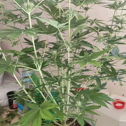 Bubble Gum growlog timeline photo