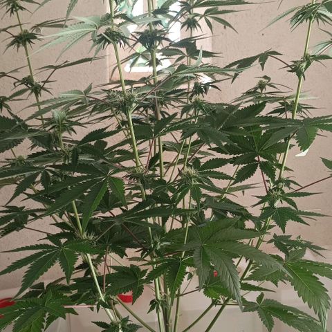 Bubble Gum growlog timeline photo