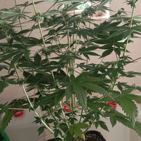 Bubble Gum growlog timeline photo