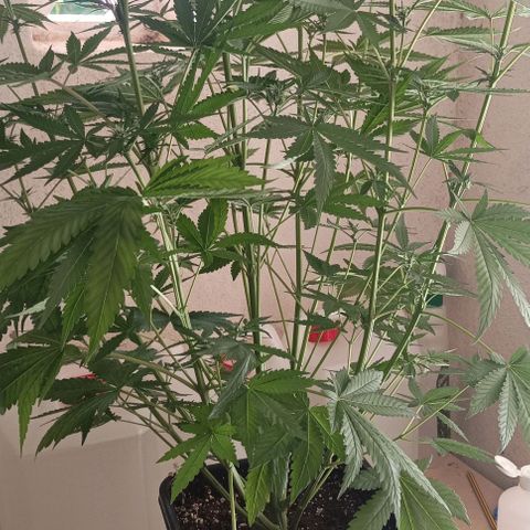 Bubble Gum growlog timeline photo