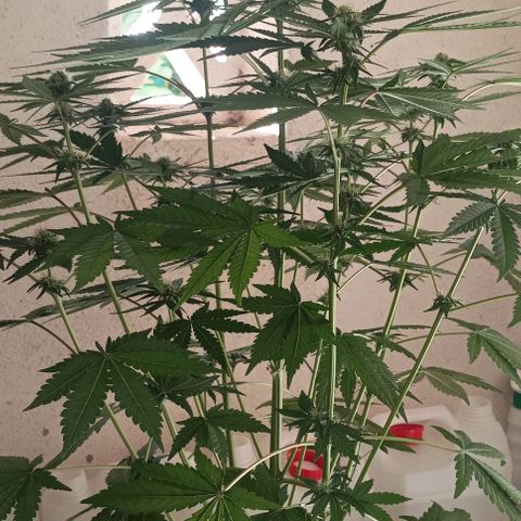 Bubble Gum growlog timeline photo
