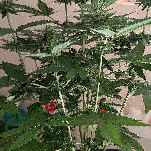 Bubble Gum growlog timeline photo