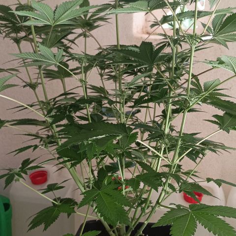 Bubble Gum growlog timeline photo
