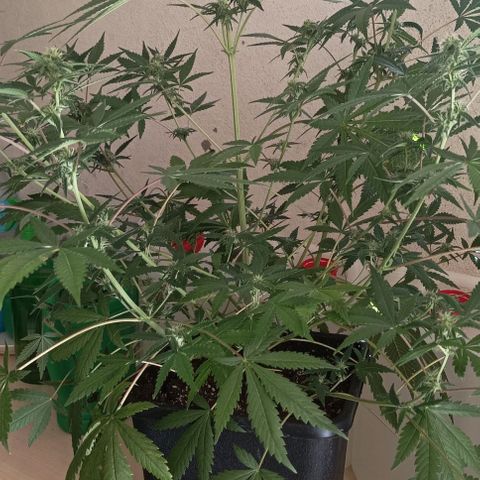 Bubble Gum growlog timeline photo