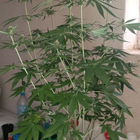 Bubble Gum growlog timeline photo