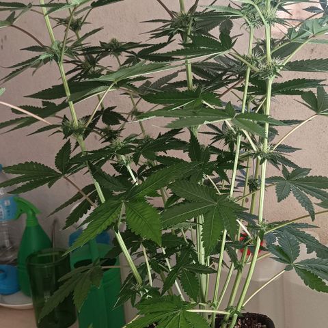 Bubble Gum growlog timeline photo