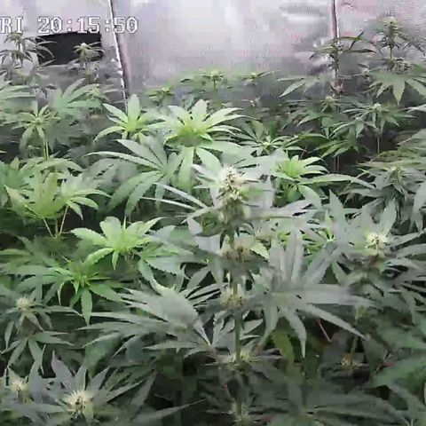 Bubble Gum growlog timeline photo