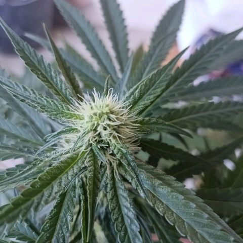 Bubble Gum growlog timeline photo