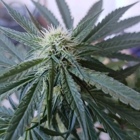 Bubble Gum growlog timeline photo