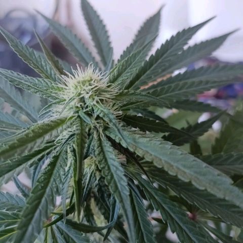 Bubble Gum growlog timeline photo