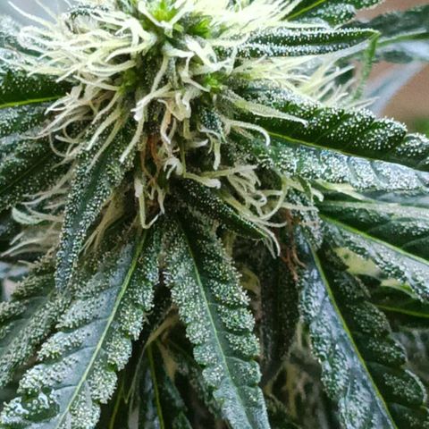 Bubble Gum growlog timeline photo