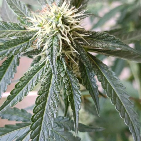 Bubble Gum growlog timeline photo