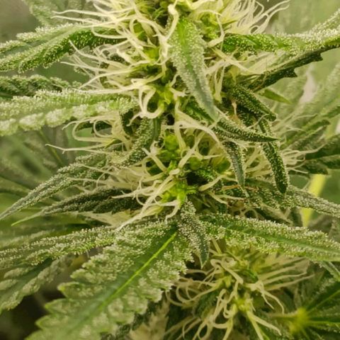 Bubble Gum growlog timeline photo