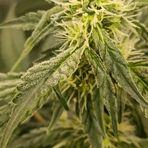 Bubble Gum growlog timeline photo