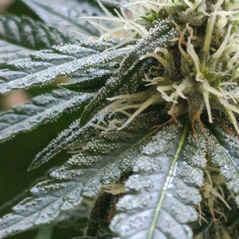 Bubble Gum growlog timeline photo