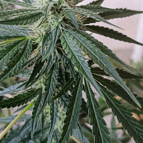 Bubble Gum growlog timeline photo