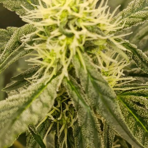 Bubble Gum growlog timeline photo