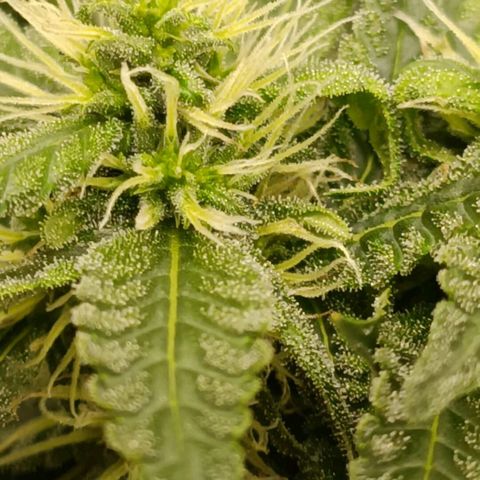 Bubble Gum growlog timeline photo