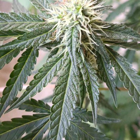 Bubble Gum growlog timeline photo
