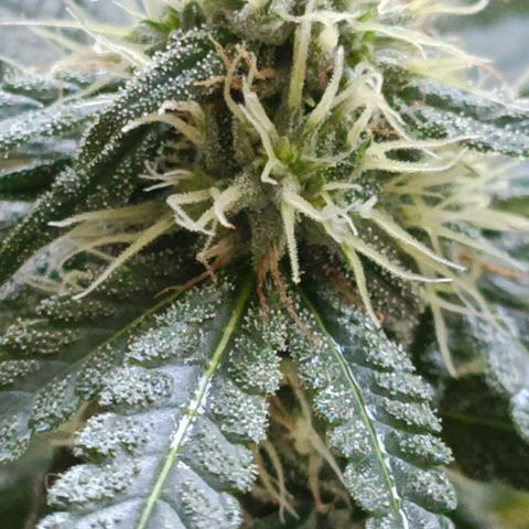 Bubble Gum growlog timeline photo