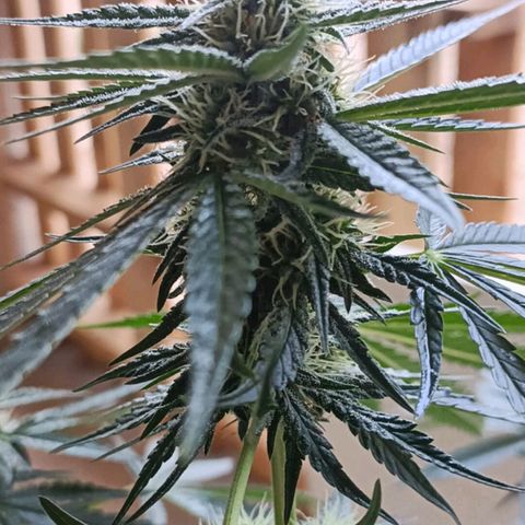 Bubble Gum growlog timeline photo
