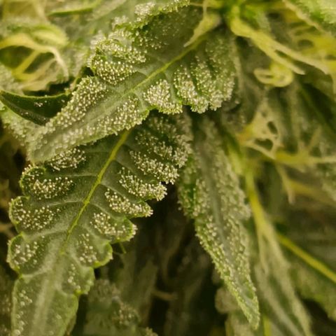 Bubble Gum growlog timeline photo