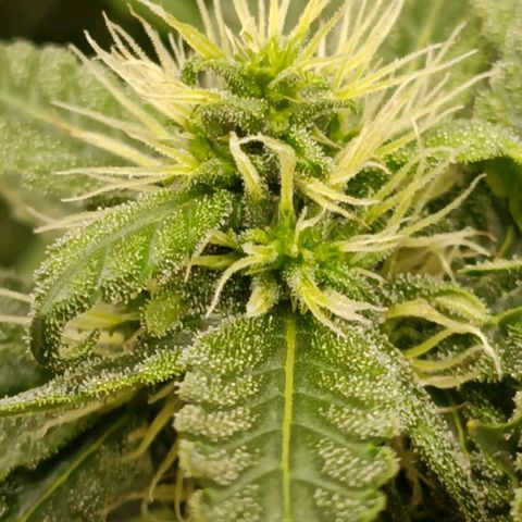 Bubble Gum growlog timeline photo