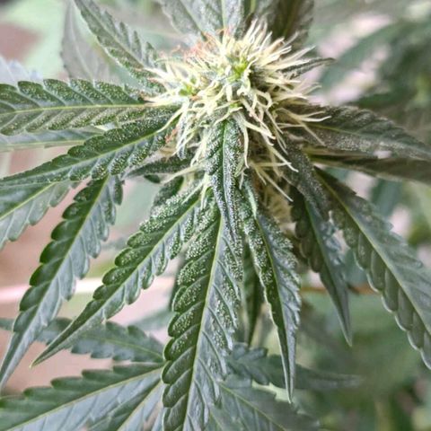 Bubble Gum growlog timeline photo