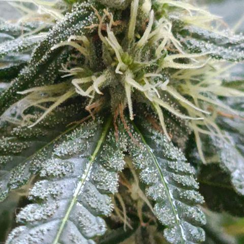 Bubble Gum growlog timeline photo