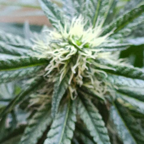 Bubble Gum growlog timeline photo