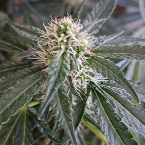 Bubble Gum growlog timeline photo
