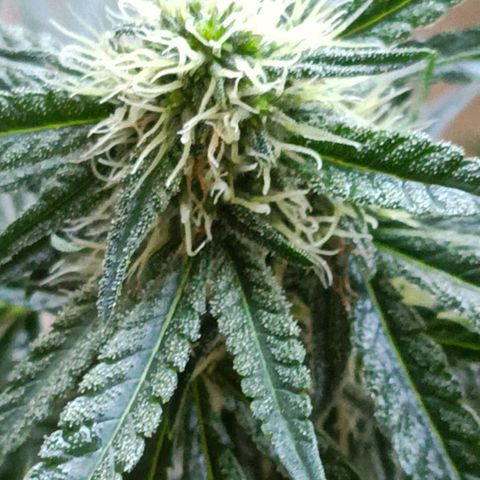 Bubble Gum growlog timeline photo