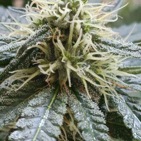 Bubble Gum growlog timeline photo