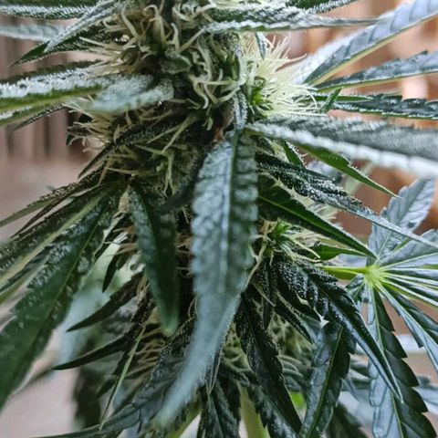 Bubble Gum growlog timeline photo
