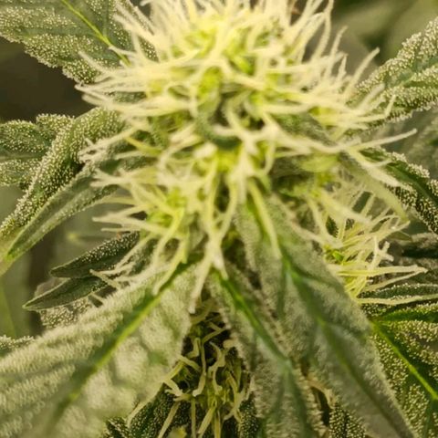 Bubble Gum growlog timeline photo