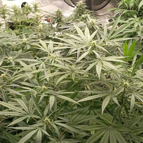 Bubble Gum growlog timeline photo
