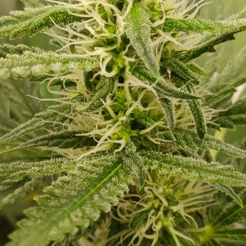 Bubble Gum growlog timeline photo