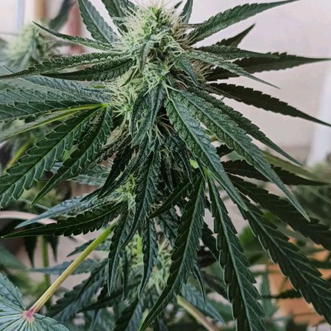 Bubble Gum growlog timeline photo