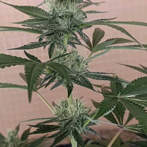Bubble Gum growlog timeline photo