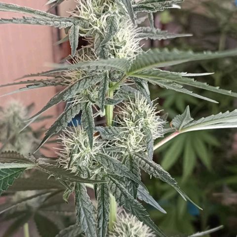 Bubble Gum growlog timeline photo