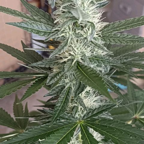 Bubble Gum growlog timeline photo