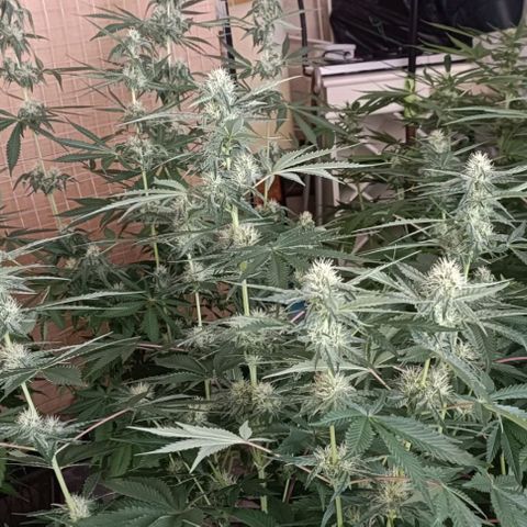 Bubble Gum growlog timeline photo