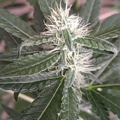 Bubble Gum growlog timeline photo