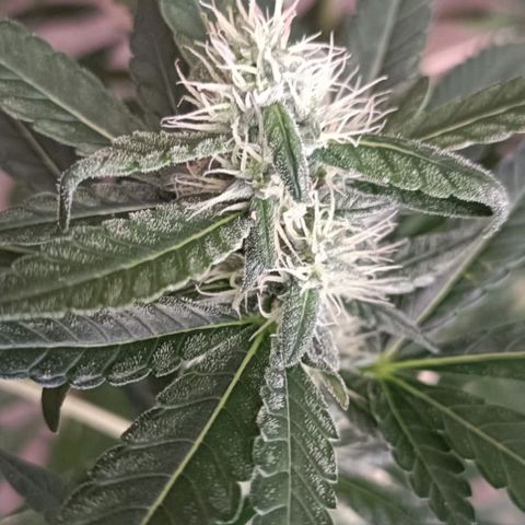 Bubble Gum growlog timeline photo