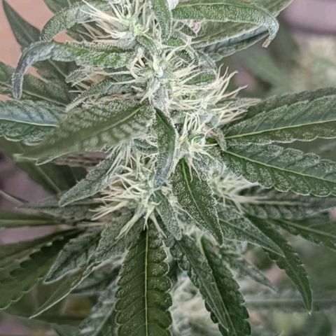 Bubble Gum growlog timeline photo